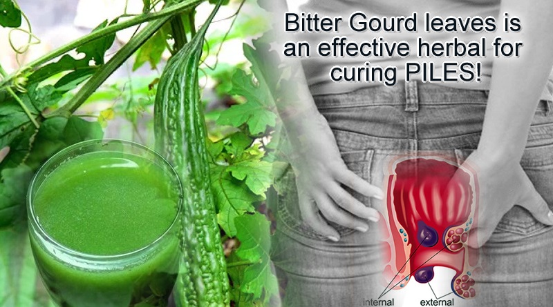 Efficacy of Bitter Gourd leaves in curing piles issues!