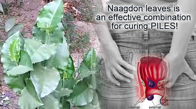 Naagdon leaves to cure piles related issues effectively!