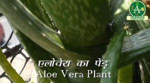 Plant of Aloe Vera for hair loss treatment!
