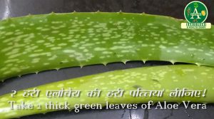 Take two leaves of Aloe Vera for hair loss treatment!