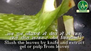 Extract gel or pulp of Aloe Vera for hair loss treatment!