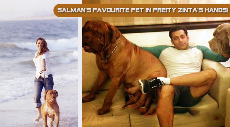 Salman’s favourite pet in Preity Zinta’s hands!