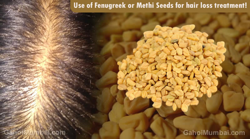 Information about Use of Fenugreek or Methi Seeds for hair loss treatment!