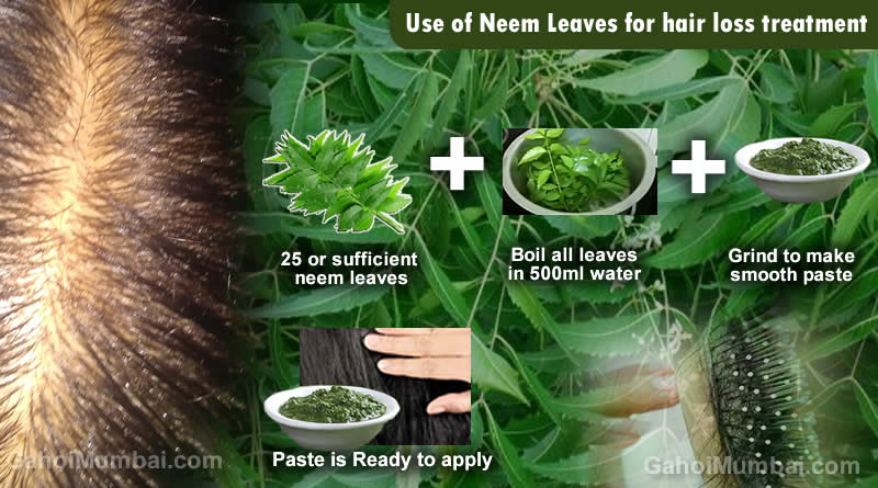 Use of Neem Leaves for hair loss treatment! – GAHOIMUMBAI
