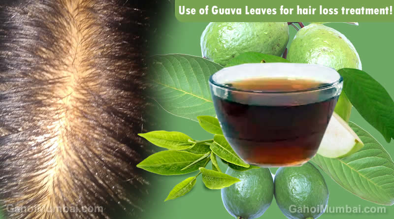 Use of Guava Leaves for hair loss treatment! – GAHOIMUMBAI